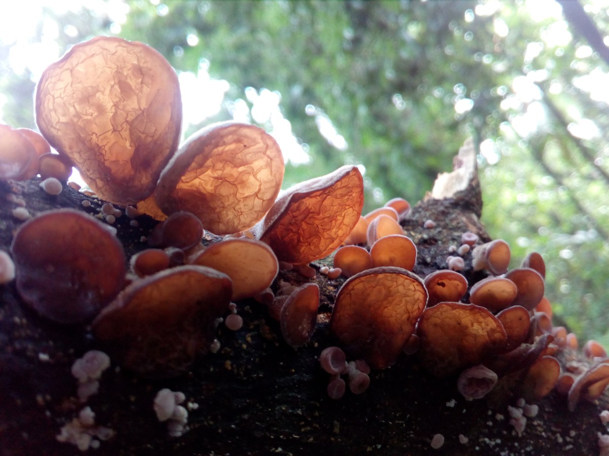 Domesticating shroom goodness from the wild – a mushroom’s journey from the forest to the&nbsp;market!