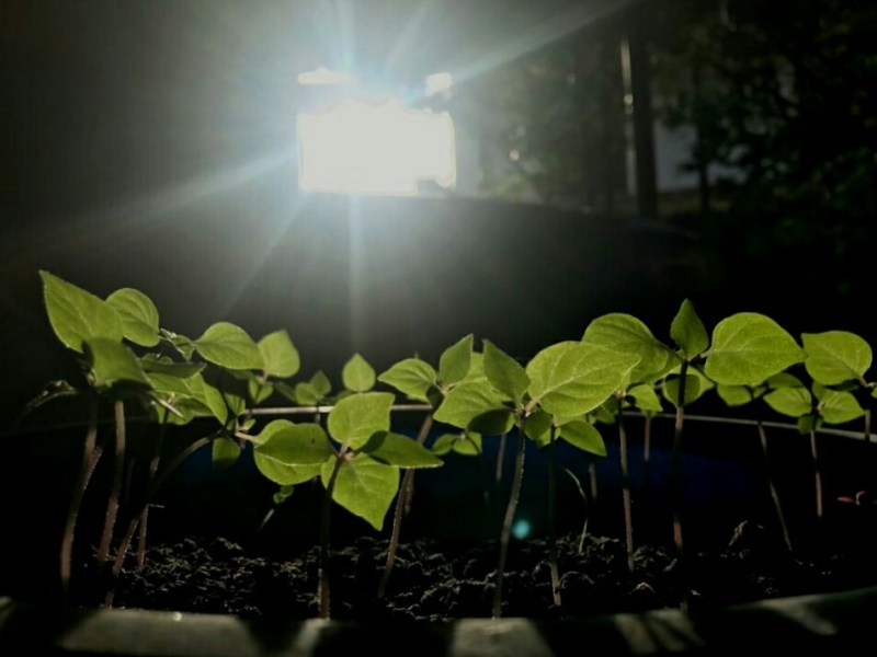 There are beautiful bright light bulbs glistening in my chili pepper&nbsp;tree