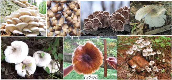 Few common edible varieties from the Sri Lankan wild. Going clockwise: Oyster mushroom (Pleurotus ostreatus.), Paddy straw mushroom " Piduru Hathu" (Volvariella volvaceae), Split gill mushroom "Lena Hathu" (Schizophyllum commune), "Maha veli Hathu" (Termitomyces alwisii), 'Heenveli Hathu" (Termitomyces microcarpus), Pig ear mushroom "Urupaha" (Pleurotus giganteus), "Indalolu" (Termitomyces rajap )