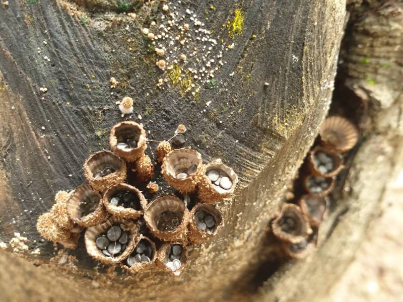 Who built this nest? A glance at a weird mushroom-Bird’s Nest&nbsp;Fungi