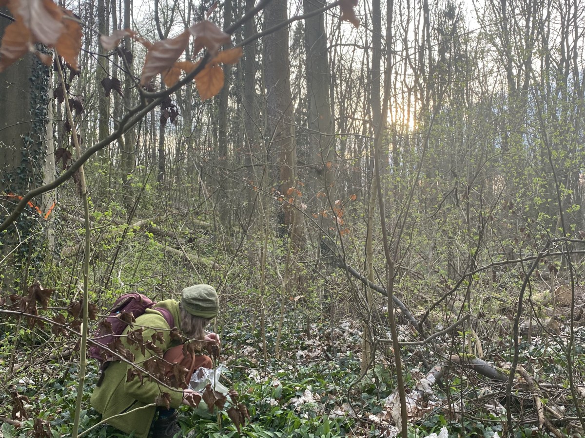 Seasonal wild-garlic – a forager’s delight in Göttingen spring&nbsp;time